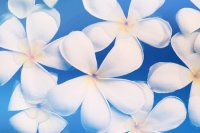 Avenirtel | voyant Desiree